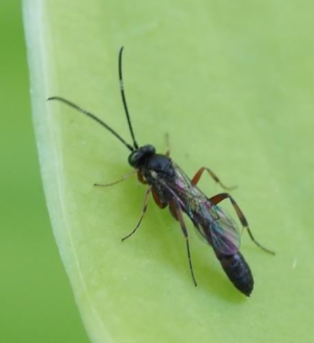 Callidora albovincta